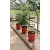 Tomatentoren Met Bewateringssysteem - 150 Cm -Buiten Tuin Verpleging 1519073837 1 600
