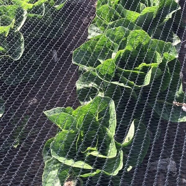 Duivenweringsnet Columba Plus - 4 M × 5 M 3 Duivenweringsnet Columba Plus - 4 M × 5 M