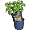 ESSCHERT DESIGN Aardappelpot - PotatoPot - 12 Liter 2 ESSCHERT DESIGN Aardappelpot - PotatoPot - 12 Liter -Buiten Tuin Verpleging 1579855338 1 600