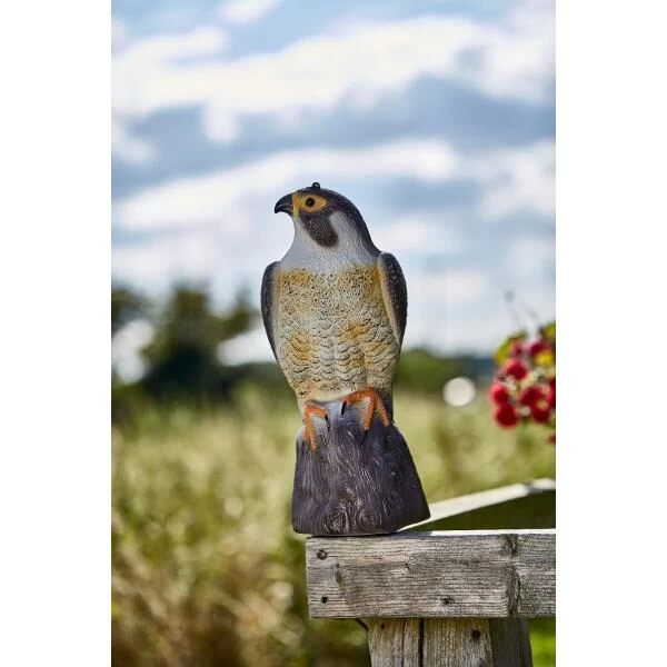 Slechtvalk Als Vogelverjager - 35 Cm 4 Slechtvalk Als Vogelverjager - 35 Cm - Afbeelding 2
