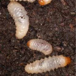 DCM Kraussi-Guard - Aaltjes Tegen Larven Van De Taxuskever - 100 M² -Buiten Tuin Verpleging aaltjes tegen taxuskeverlarven 100 m 1494520154 1 600