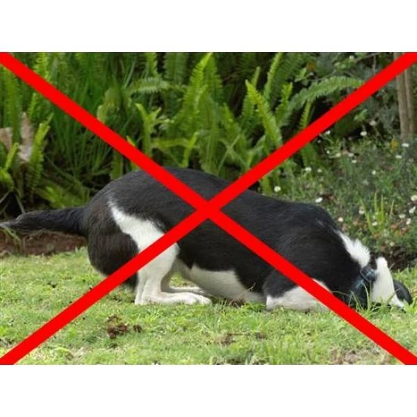 Anti-graafraster - 200 × 30 Cm 3 Anti-graafraster - 200 × 30 Cm