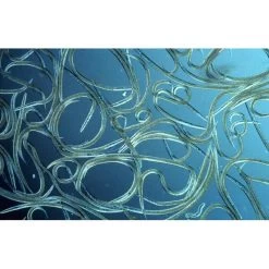 Aquanemix 1.25 V - Doseersproeier Voor Aaltjes 7 Aquanemix 1.25 V - Doseersproeier Voor Aaltjes -Buiten Tuin Verpleging auquanemix 125 v doseersproeier 1497858309 1 600