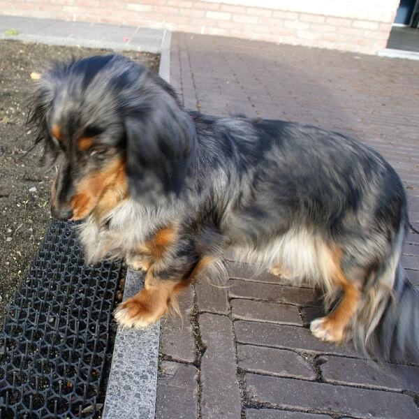 Buiten Tuin Verpleging -Buiten Tuin Verpleging dierenwerende matten 1543585595 2 600