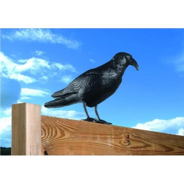 Duivenverjager Kraai 3 Duivenverjager Kraai