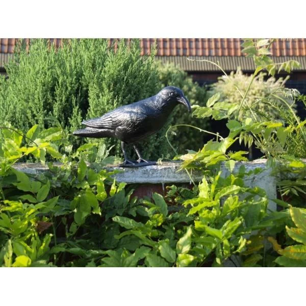 Duivenverjager Kraai 4 Duivenverjager Kraai - Afbeelding 2