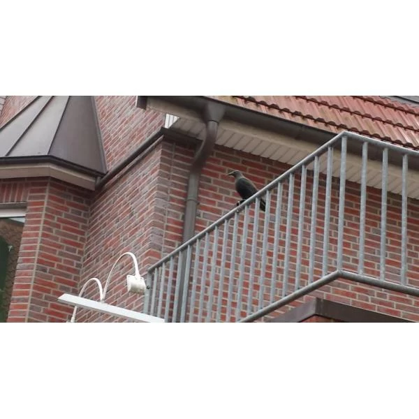 Duivenverjager Kraai 7 Duivenverjager Kraai - Afbeelding 5