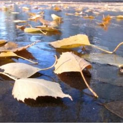 Fijnmazig Vijvernet 6 × 5 Meter -Buiten Tuin Verpleging fijnmazig vijvernet 6 x 5 meter 1541778382 1 600