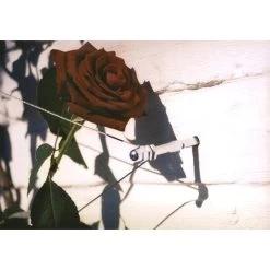 Geleidingssysteem Voor Klimplanten Palissa -Buiten Tuin Verpleging geleidingssysteem voor klimplanten 1601382137 3 600