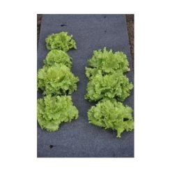 Gronddoek Vilt Met Openingen Voor Sla En Bonen - 60 Cm × 5 M -Buiten Tuin Verpleging gronddoek voor sla en bonen 60 cm x 5 m 1513845998 3 600