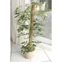 Kokos Kamerplantensteun - Plantstok Ø45 Mm × 1,2 M -Buiten Tuin Verpleging kokos plantstok 45 mm x 12 m 1622716785 4 600