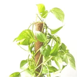 Kokos Kamerplantensteun - Plantstok Ø 45 Mm × 1,5 M 9 Kokos Kamerplantensteun - Plantstok Ø 45 Mm × 1,5 M -Buiten Tuin Verpleging kokos plantstok 45 mm x 15 m 1622714996 4 600