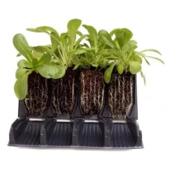 Kweektray Rapid Roots - 32 Cellen -Buiten Tuin Verpleging kweektray rapid roots 32 cellen 1521399839 1 600