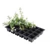 Kweektrays 24 Cellen - Professioneel - Set Van 5 Stuks 1 Kweektrays 24 Cellen - Professioneel - Set Van 5 Stuks -Buiten Tuin Verpleging kweektrays 24 cellen 1497863523 1 600