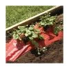 Rode Folie Voor Een Betere Plantengroei 1 Rode Folie Voor Een Betere Plantengroei -Buiten Tuin Verpleging mulchfolie rood aardbeien en tomaten 1577620678 1 600