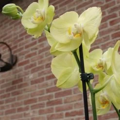 Orchideeënclips - Set Van 10 Stuks -Buiten Tuin Verpleging orchideenclips 1487329046 0 600