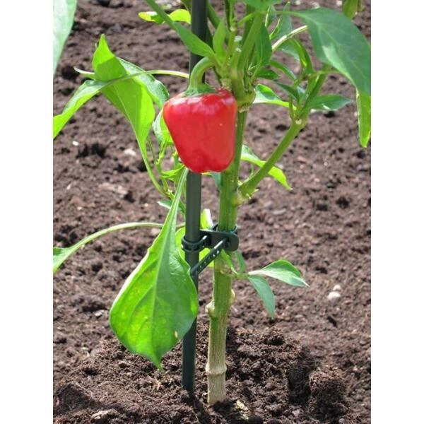 Plantenbinder - Rubber 18 Cm Groen - Set Van 15 Stuks 5 Plantenbinder - Rubber 18 Cm Groen - Set Van 15 Stuks - Afbeelding 3