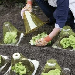 Kunstof PET Plantenhoed - Geel - Set Van 12 Stuks 5 Kunstof PET Plantenhoed - Geel - Set Van 12 Stuks -Buiten Tuin Verpleging plantenhoed geel 1597067271 2 600