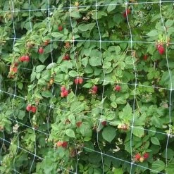 Klimgaas Erwten En Bonen 2m × 10 M -Buiten Tuin Verpleging steungaas klimgaas 2 x 10 meter 1553367633 1 600