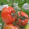 Tomaten Trossteun Wit - Set Van 100 Stuks -Buiten Tuin Verpleging tomatentrossteunen 1484056718 1 600