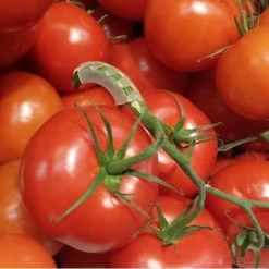 Tomaten Trossteun Wit - Set Van 100 Stuks -Buiten Tuin Verpleging tomatentrossteunen 1536691845 1 600