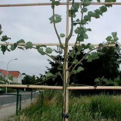 Tree-fix Boombinder 8 Cm - Set Van 50 Stuks -Buiten Tuin Verpleging treefix boombinder 8 cm 1547134388 1 600