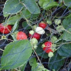 Tuinnet Grofmazig 10 × 10 M